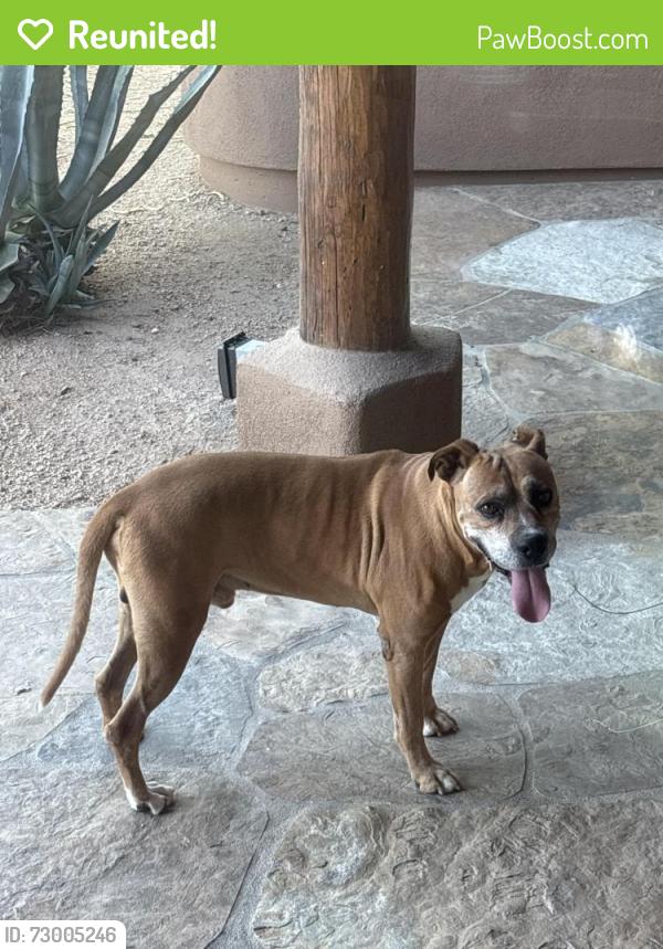 Reunited Male Dog last seen 68th street & lone mountian, Cave Creek, AZ 85331