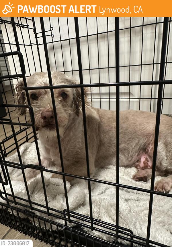 Found/Stray Male Dog last seen Atlantic and Martin Luther King, Lynwood, CA 90262