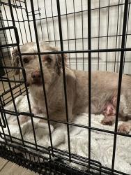 Found/Stray Male Dog last seen Atlantic and Martin Luther King, Lynwood, CA 90262