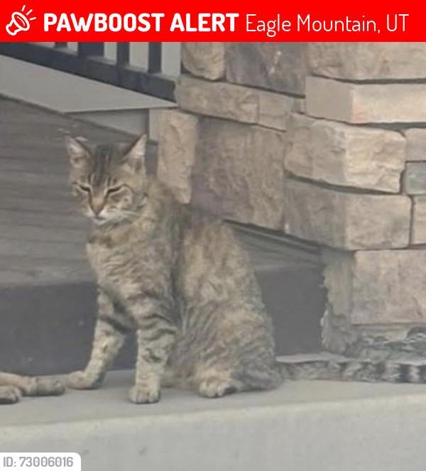 Lost Male Cat last seen Lakeview ests Park, Eagle Mountain, UT 84005