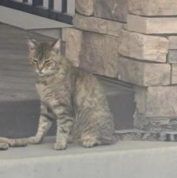 Lost Male Cat last seen Lakeview ests Park, Eagle Mountain, UT 84005