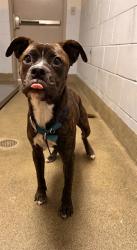 Shelter Stray Male Dog last seen Near BLOCK FOREST ST, 2020 Forest St, Jacksonville, FL 32204, USA