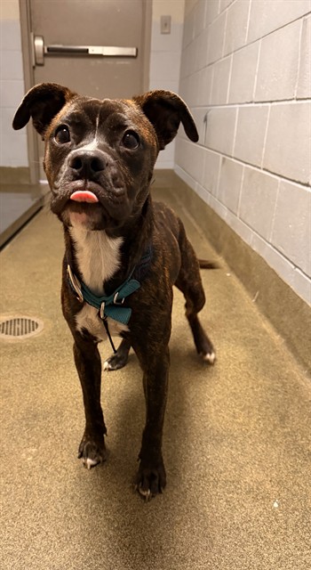Shelter Stray Male Dog last seen Near BLOCK FOREST ST, 2020 Forest St, Jacksonville, FL 32204, USA