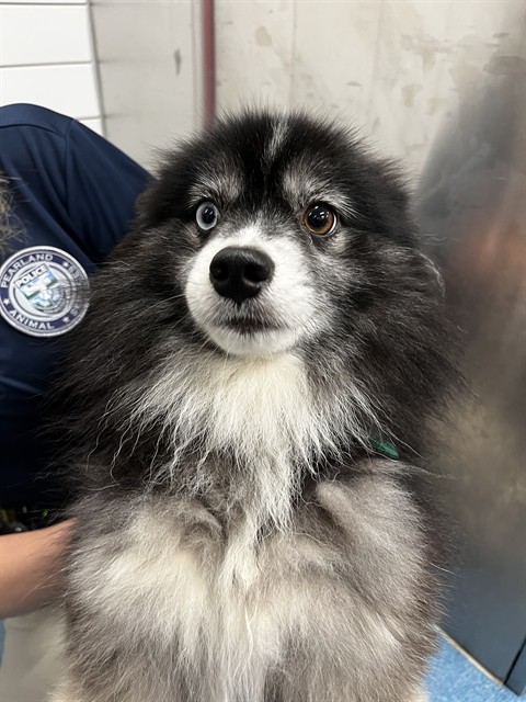 Shelter Stray Male Dog last seen ENGLISH OAKS BLVD, 8311 Freedom Dr, Pearland, TX 77581, USA