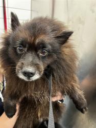 Shelter Stray Male Dog last seen ENGLISH OAKS BLVD, 8311 Freedom Dr, Pearland, TX 77581, USA