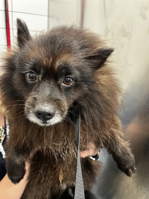 Shelter Stray Male Dog last seen ENGLISH OAKS BLVD, 8311 Freedom Dr, Pearland, TX 77581, USA