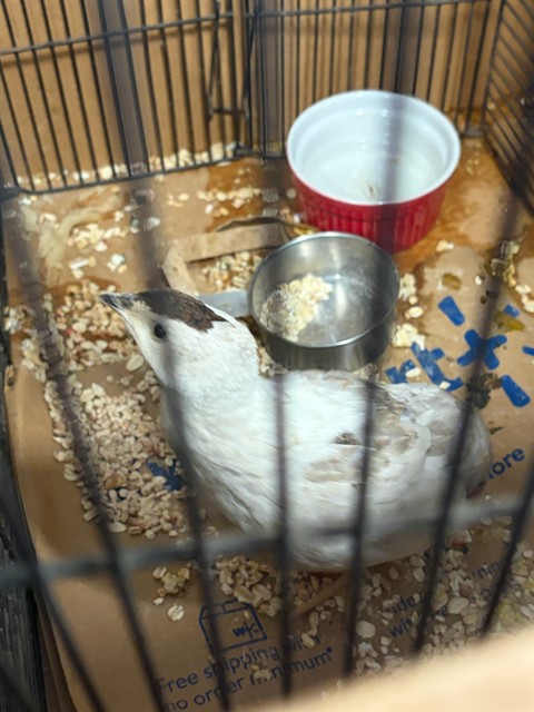 Shelter Stray Unknown Bird last seen Near BLOCK S GRAND AVE, 12155 Park Blvd, Brighton, CO 80601, USA