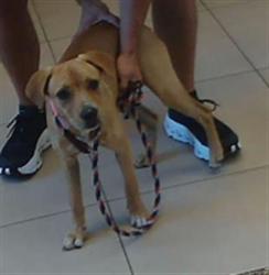 Shelter Stray Female Dog last seen GREEN SWAMP WILDERNESS PRESERVE, 19640 Dogpatch Ln, Land O' Lakes, FL 34638, USA
