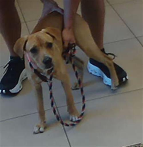 Shelter Stray Female Dog last seen GREEN SWAMP WILDERNESS PRESERVE, 19640 Dogpatch Ln, Land O' Lakes, FL 34638, USA