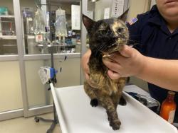 Shelter Stray Female Cat last seen Near BLOCK E OBRIEN RD, 3839 W Burnham St, West Milwaukee, WI 53215, USA