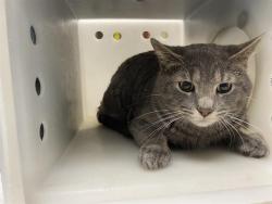 Shelter Stray Male Cat last seen Near BLOCK N 41ST ST, 3839 W Burnham St, West Milwaukee, WI 53215, USA