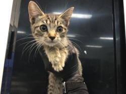 Shelter Stray Female Cat last seen Near BLOCK HARRISON ST, THERMAL CA 92274, Thousand Palms, CA, USA