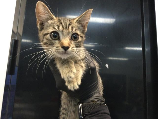 Shelter Stray Female Cat last seen Near BLOCK HARRISON ST, THERMAL CA 92274, Thousand Palms, CA, USA