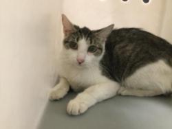 Shelter Stray Female Cat last seen Near BLOCK HARRISON ST, THERMAL CA 92274, Thousand Palms, CA, USA