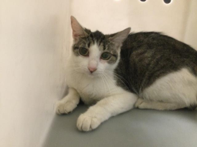 Shelter Stray Female Cat last seen Near BLOCK HARRISON ST, THERMAL CA 92274, Thousand Palms, CA, USA