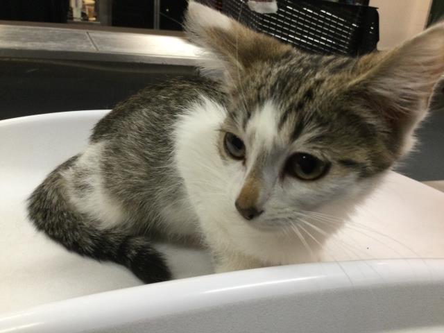 Shelter Stray Female Cat last seen Near BLOCK HARRISON ST, THERMAL CA 92274, Thousand Palms, CA, USA