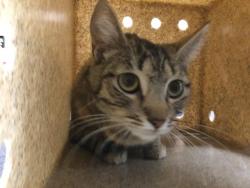 Shelter Stray Female Cat last seen Near BLOCK HARRISON ST, THERMAL CA 92274, Thousand Palms, CA, USA