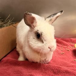Shelter Stray Female Other last seen E. YALE LOOP/ALDERWOOD, 6443 Oak Canyon, Irvine, CA 92618, USA