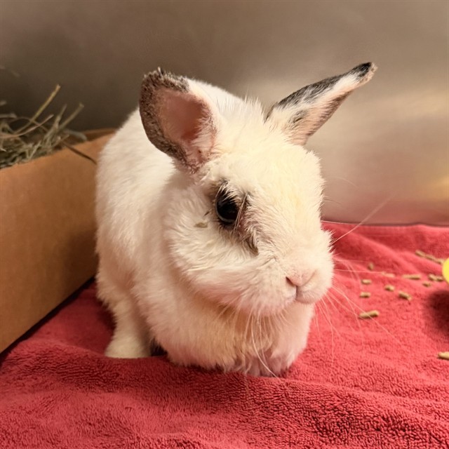 Shelter Stray Female Other last seen E. YALE LOOP/ALDERWOOD, 6443 Oak Canyon, Irvine, CA 92618, USA