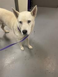 Shelter Stray Male Dog last seen Near BLOCK BUNTING CIR, CORONA, CA, San Jacinto, CA 92582, USA