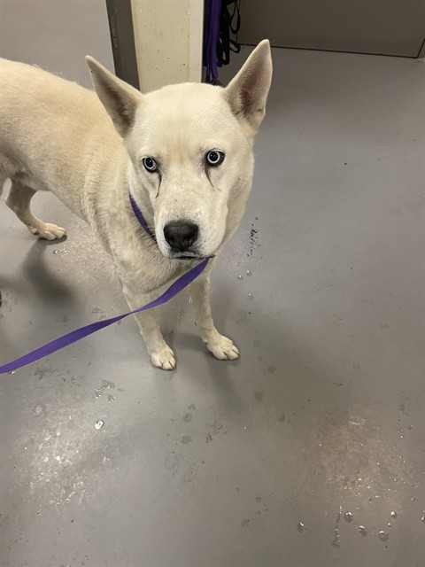 Shelter Stray Male Dog last seen Near BLOCK BUNTING CIR, CORONA, CA, San Jacinto, CA 92582, USA
