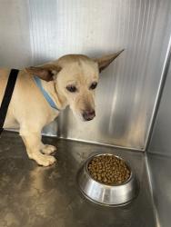 Shelter Stray Male Dog last seen HWY 243 / TWIN PINES, San Jacinto, CA 92582, USA
