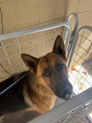 Shelter Stray Male Dog last seen Near BLOCK FWY/ PANAMA LN BAKERSFIELD,CA, 201 S Mt Vernon Ave, Bakersfield, CA 93307, USA