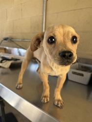 Shelter Stray Male Dog last seen Near BLK MAGDELENA AV BAKERSFIELD,CA, 201 S Mt Vernon Ave, Bakersfield, CA 93307, USA