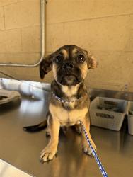 Shelter Stray Male Dog last seen Near BLK MAGDELENA AV BAKERSFIELD,CA, 201 S Mt Vernon Ave, Bakersfield, CA 93307, USA