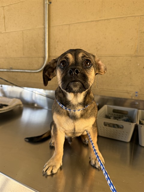 Shelter Stray Male Dog last seen Near BLK MAGDELENA AV BAKERSFIELD,CA, 201 S Mt Vernon Ave, Bakersfield, CA 93307, USA