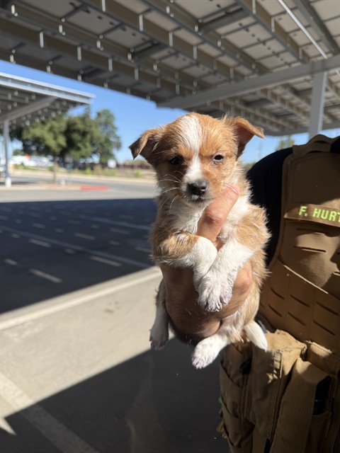 Shelter Stray Female Dog last seen Near BLOCK BEALE AV BAKERSFIELD,CA, 201 S Mt Vernon Ave, Bakersfield, CA 93307, USA