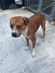 Shelter Stray Male Dog last seen Near BLOCK NE 124TH ST, 3599 NW 79th Ave, Doral, FL 33122, USA