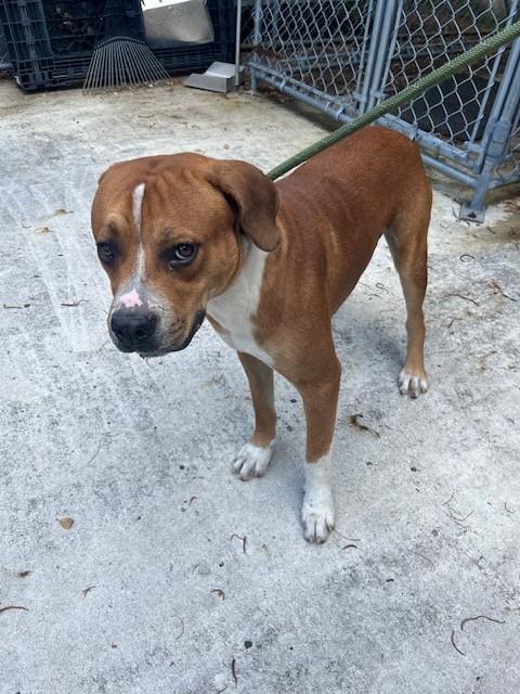 Shelter Stray Male Dog last seen Near BLOCK NE 124TH ST, 3599 NW 79th Ave, Doral, FL 33122, USA