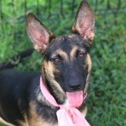 Shelter Stray Female Dog last seen Near BLOCK OF MONTEREY, 4710 TX-151, San Antonio, TX 78227, USA