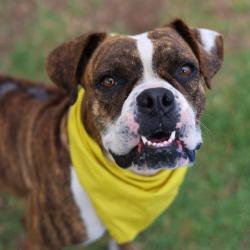 Shelter Stray Female Dog last seen Near BLOCK OWASSO, 4710 TX-151, San Antonio, TX 78227, USA