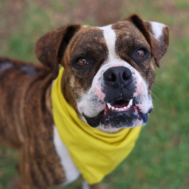 Shelter Stray Female Dog last seen Near BLOCK OWASSO, 4710 TX-151, San Antonio, TX 78227, USA