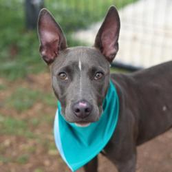 Shelter Stray Female Dog last seen Near BLOCK OAKHILL, 4710 TX-151, San Antonio, TX 78227, USA