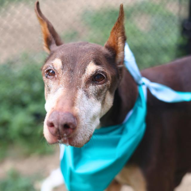 Shelter Stray Female Dog last seen QUAKERTOWN, 4710 TX-151, San Antonio, TX 78227, USA