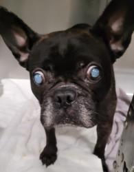 Shelter Stray Female Dog last seen , 1850 W 60th St, Los Angeles, CA 90047, USA