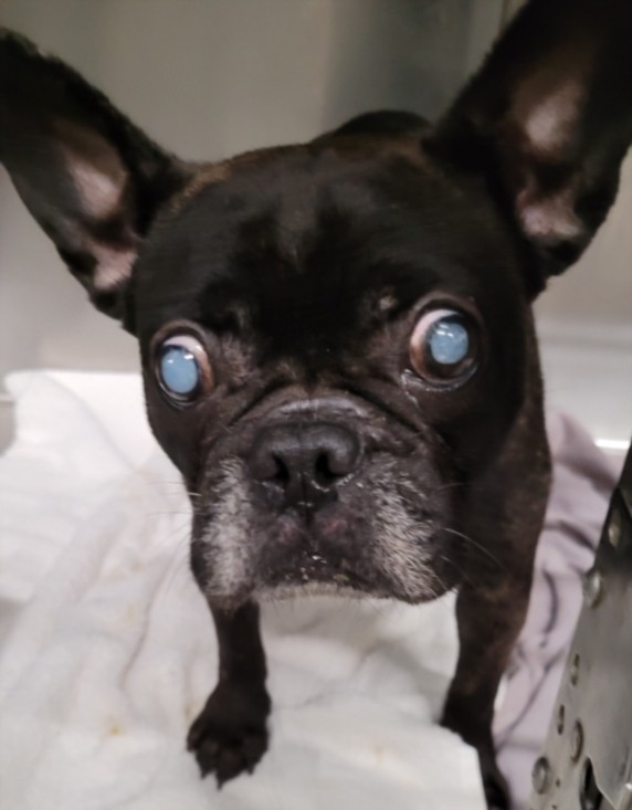 Shelter Stray Female Dog last seen , 1850 W 60th St, Los Angeles, CA 90047, USA