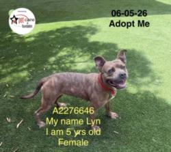 Shelter Stray Female Dog last seen , 1850 W 60th St, Los Angeles, CA 90047, USA