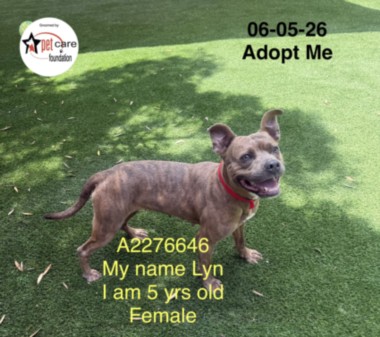Shelter Stray Female Dog last seen , 1850 W 60th St, Los Angeles, CA 90047, USA