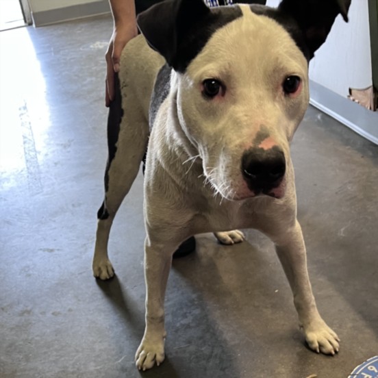 Shelter Stray Male Dog last seen , 1850 W 60th St, Los Angeles, CA 90047, USA