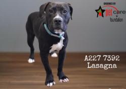 Shelter Stray Male Dog last seen , 1850 W 60th St, Los Angeles, CA 90047, USA