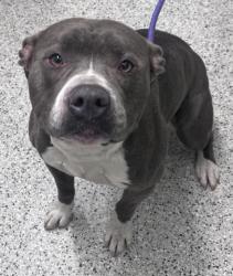 Shelter Stray Male Dog last seen LIVERNOIS/MICHIGAN AVE DETROIT MI 48210, 7401 Chrysler Dr, Detroit, MI 48211, USA