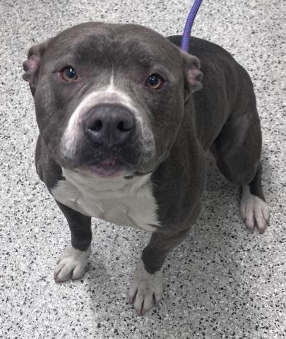 Shelter Stray Male Dog last seen LIVERNOIS/MICHIGAN AVE DETROIT MI 48210, 7401 Chrysler Dr, Detroit, MI 48211, USA