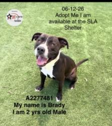 Shelter Stray Male Dog last seen , 1850 W 60th St, Los Angeles, CA 90047, USA
