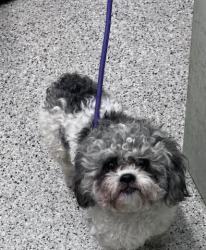Shelter Stray Male Dog last seen Near BLOCK MUIRLAND ST DETROIT MI 48221, 7401 Chrysler Dr, Detroit, MI 48211, USA
