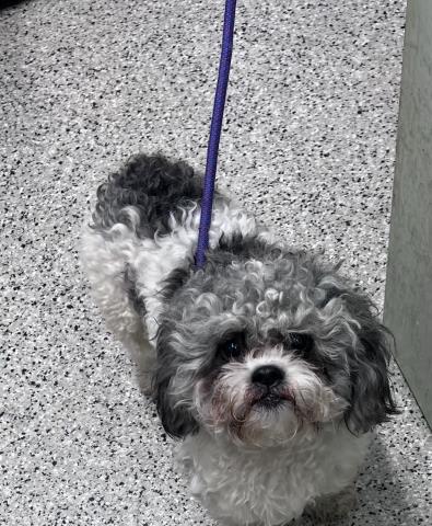 Shelter Stray Male Dog last seen Near BLOCK MUIRLAND ST DETROIT MI 48221, 7401 Chrysler Dr, Detroit, MI 48211, USA