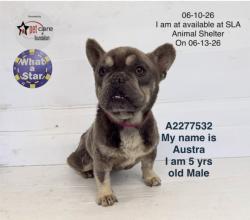 Shelter Stray Male Dog last seen , 1850 W 60th St, Los Angeles, CA 90047, USA